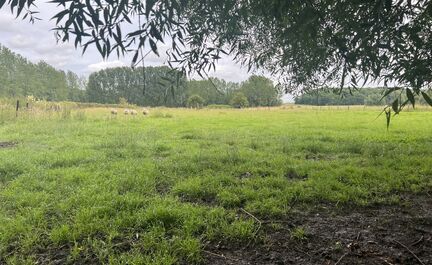LEEMANS IMMOBILIËN biedt U deze voortreffelijk gelegen weide met bos aan in het Bladerenkwartier te Asse, met een oppervlakte van 42,6 are. 

Dankzij het aan straat gelegen bos is de weide steeds bereikbaar via de gewone weg. Tevens ook vrij van pacht. 

